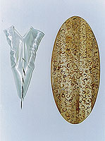 Sculptures and Installations by Samantha Sand-Holmes